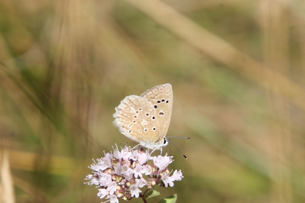 Polyommatus daphnis?